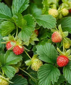10 x Biologische Aardbei (Fragaria annanassa ‘Ostara’) D 11 H 15 cm