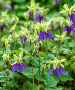10 x Biologische Akelei (Aquilegia vulgaris) D 11 H 15 cm