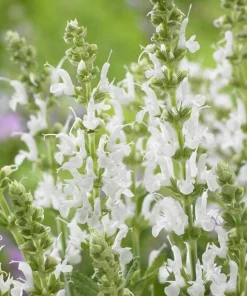 10 x Biologische Bossalie (Salvia nemerosa 'Schneehugel' ) D 11 H 15 cm