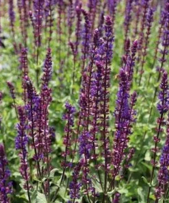 10 x Biologische Bossalie (Salvia nemerosa 'Caradonna' ) D 11 H 15 cm