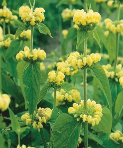 10 x Biologische Brandkruid (Phlomis russeliana ) D 11 H 15 cm