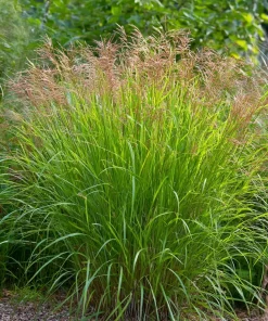 10 x Biologische Chinees riet (Miscanthus sinensis 'Kleine Silberspinne' ) D 12 H 15 cm