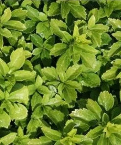 10 x Biologische Dikkemanskruid (Pachysandra terminalis ) D 11 H 15 cm