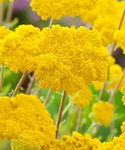 10 x Biologische Duizendblad (Achillea fillipenula 'Cloth of Gold') D 11 H 15 cm