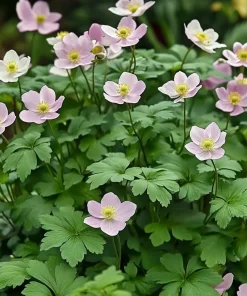 10 x Biologische Herfstanemoon (Anemone tomentosa 'Robustissima') D 11 H 15 cm