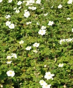 10 x Biologische Herfstanemoon (Anemone 'Honorine Jobert') D 11 H 15 cm