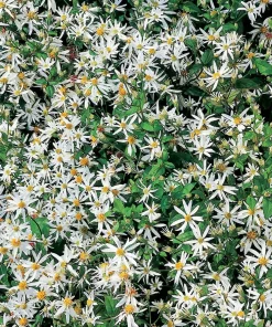 10 x Biologische Herstaster (Aster divaricatus) D 11 H 15 cm