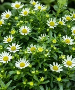 10 x Biologische Japanse Dwergaster (Aster ageratoides 'Ashvi' ) D 12 H 15 cm