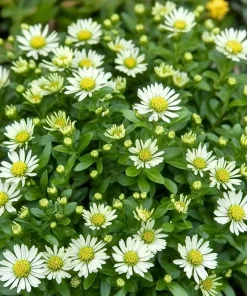 10 x Biologische Japanse Dwergaster (Aster ageratoides 'Ashvi' ) D 11 H 15 cm