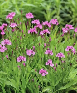 10 x Biologische Karthuizer anjer (Dianthus carthusianorum) D 11 H 15 cm