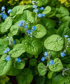 10 x Biologische Kaukasisch vergeet-mij-nietje (Brunnera macrophylla) D 11 H 15 cm