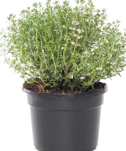 10 x Biologische Keukentijm (Thymus vulgaris 'Compactus') D 9 H 15 cm