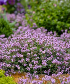 10 x Biologische kleine tijm (Thymus serpyllum ) D 11 H 15 cm