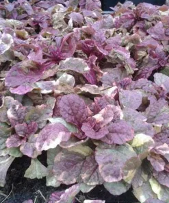 10 x Biologische Kruipend zenegroen (Ajuga reptans 'Burgundy Glow') D 11 H 15 cm
