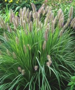 10 x Biologische Lampenpoetsergras (Pennisetum alopecuroides 'Hameln' ) D 11 H 15 cm
