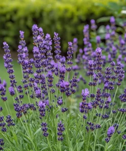 10 x Biologische Lavendel (Lavandula angustifolia 'Hidcote' ) D 11 H 15 cm