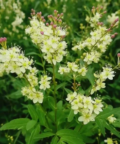 10 x Biologische Moerasspirea (Filipendula vulgaris) D 11 H 15 cm